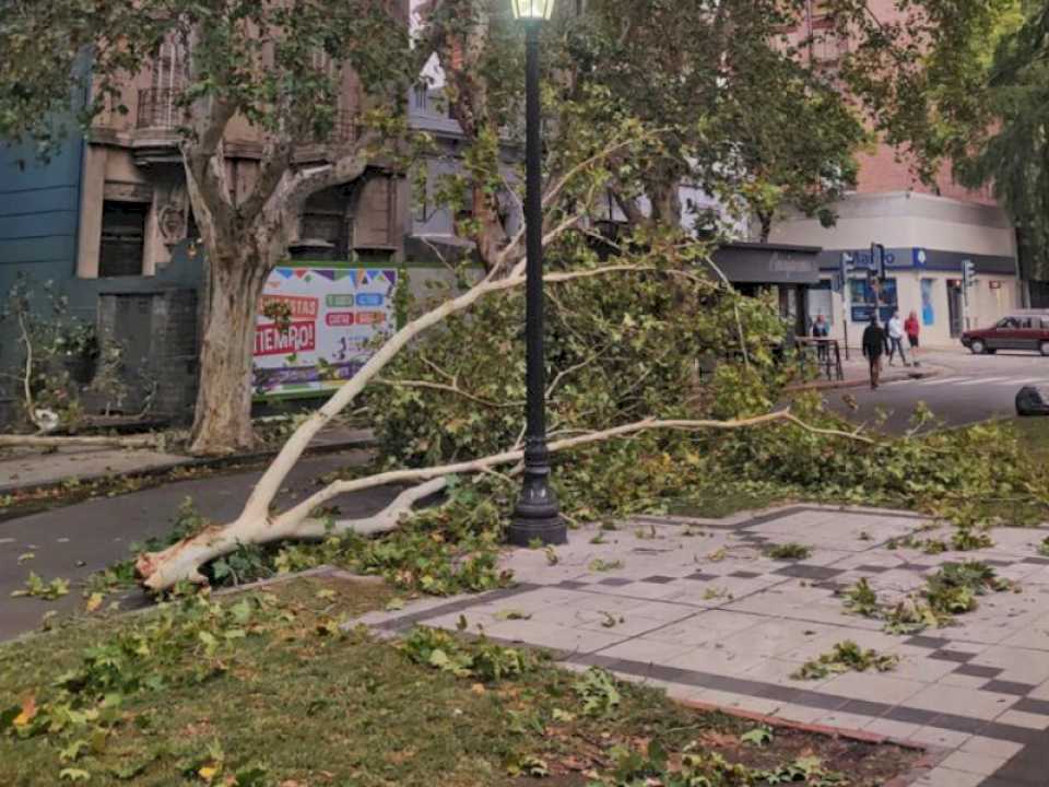 se-volo-todo:-el-fuerte-viento-provoco-la-caida-de-arboles-y-ramas-por-toda-la-ciudad