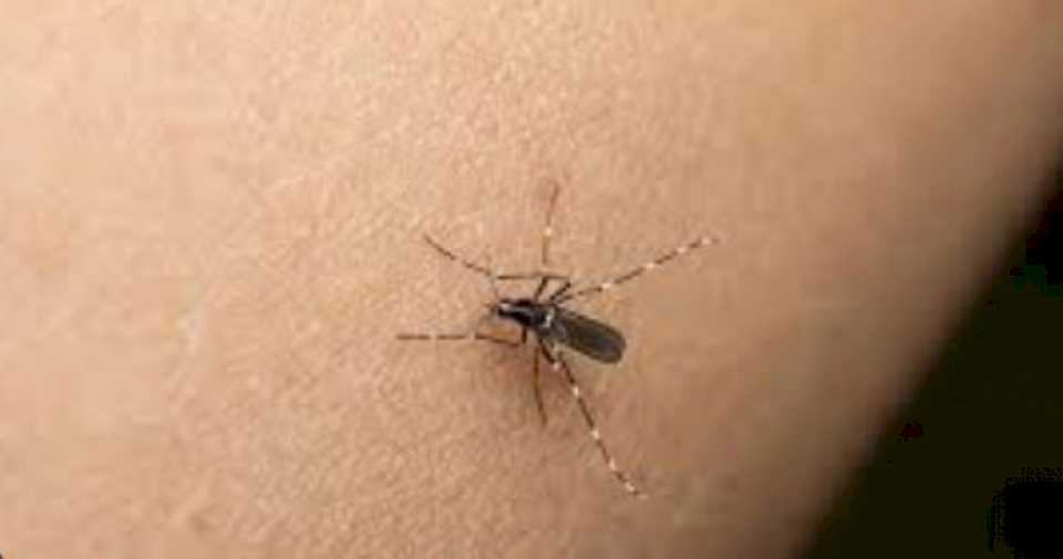 El DEN-1 se impone en los contagios de dengue en Misiones