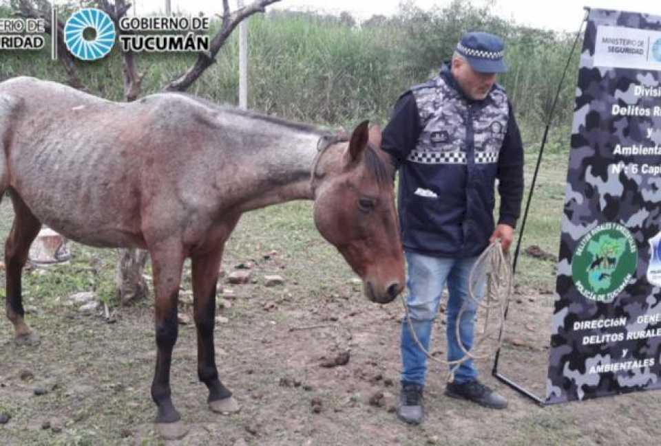 tucuman:-recuperan-una-yegua-que-habia-sido-robada-el-ano-pasado