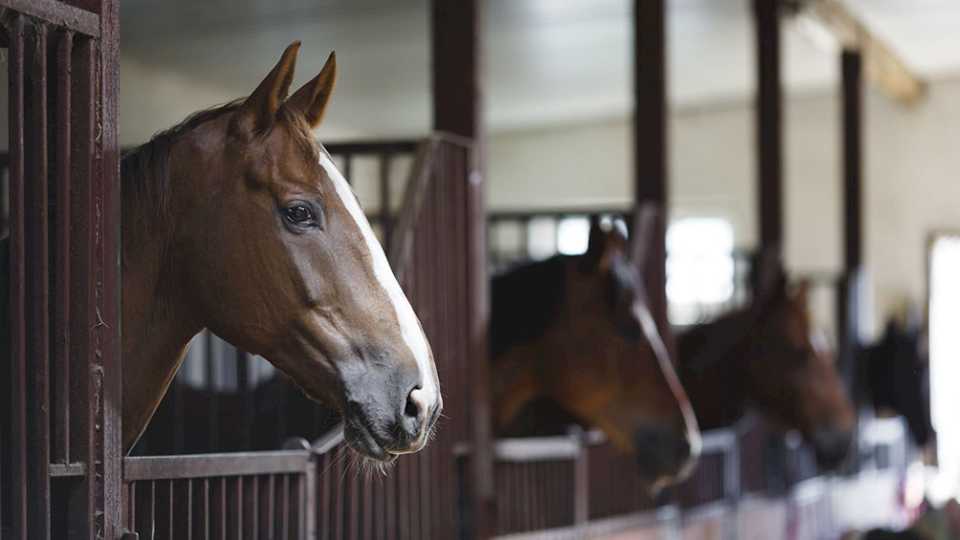 Reclamos para proteger animales tuvieron 15 millones de firmas en plataforma Change.org