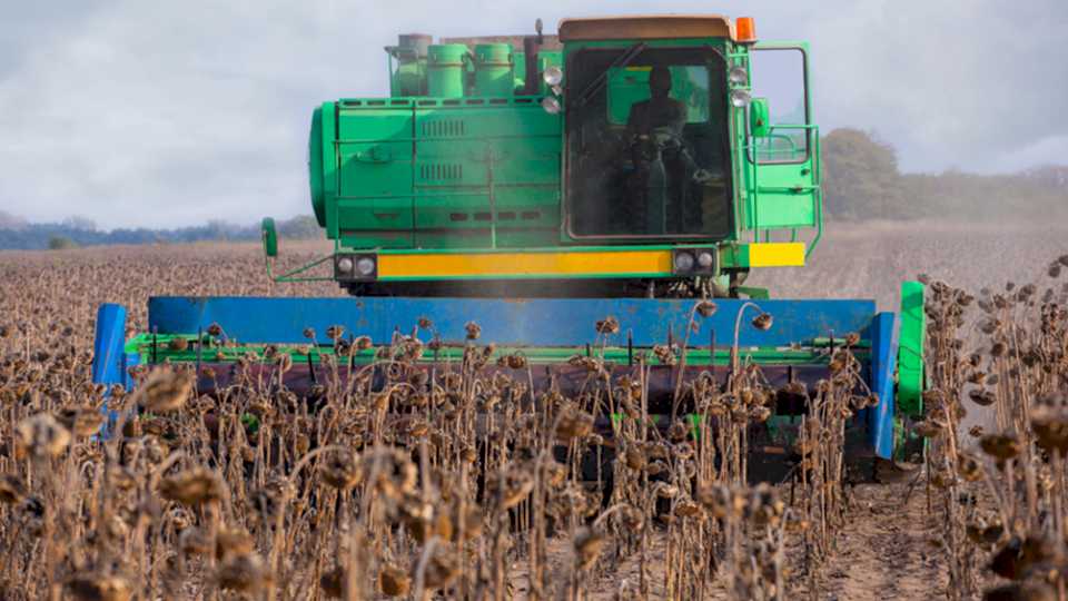 La cosecha de girasol finalizó con una producción en alza del 15% respecto al 2021-2022