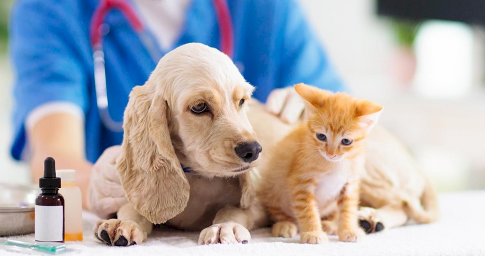 medicamentos-para-mascotas-en-farmacias-de-jujuy:-«los-veterinarios-son-los-unicos-que-pueden-prescribir-recetas»