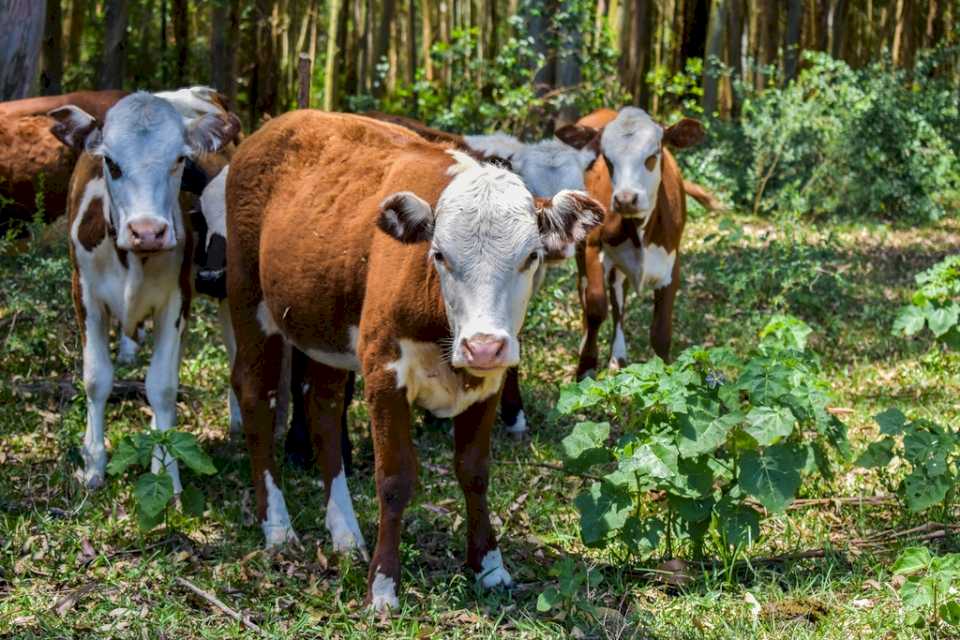 Presentarán un programa que buscará una mayor producción agropecuaria sostenible