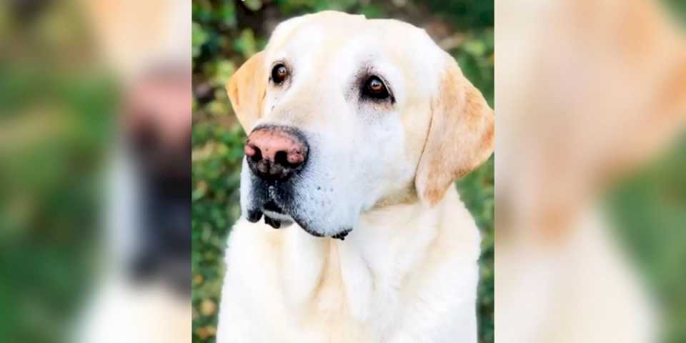 Su perro se perdió y ofrecen una recompensa para encontrarlo