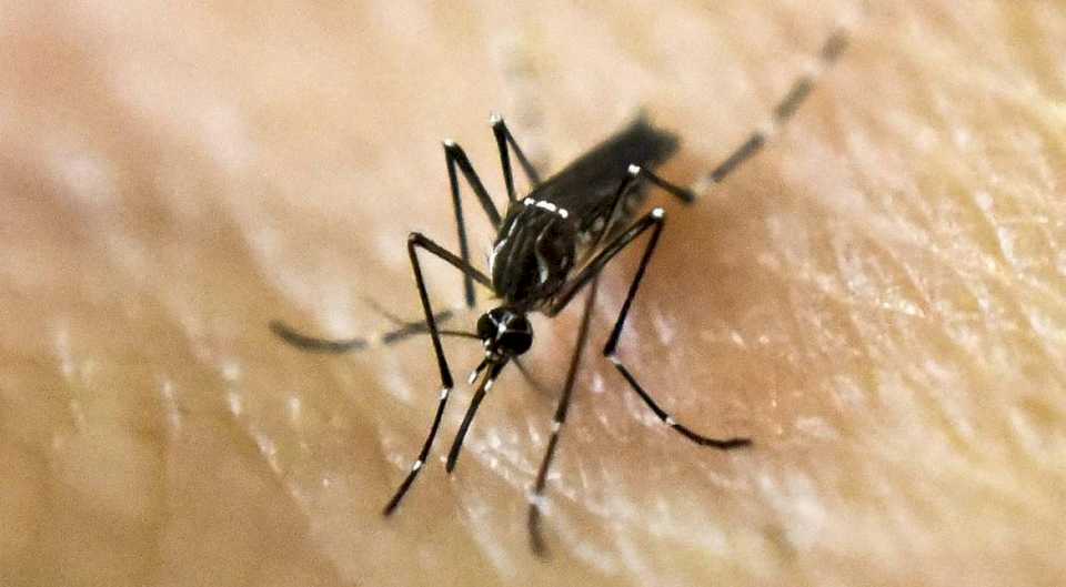 confirman-una-baja-de-casos-de-dengue-en-la-provincia