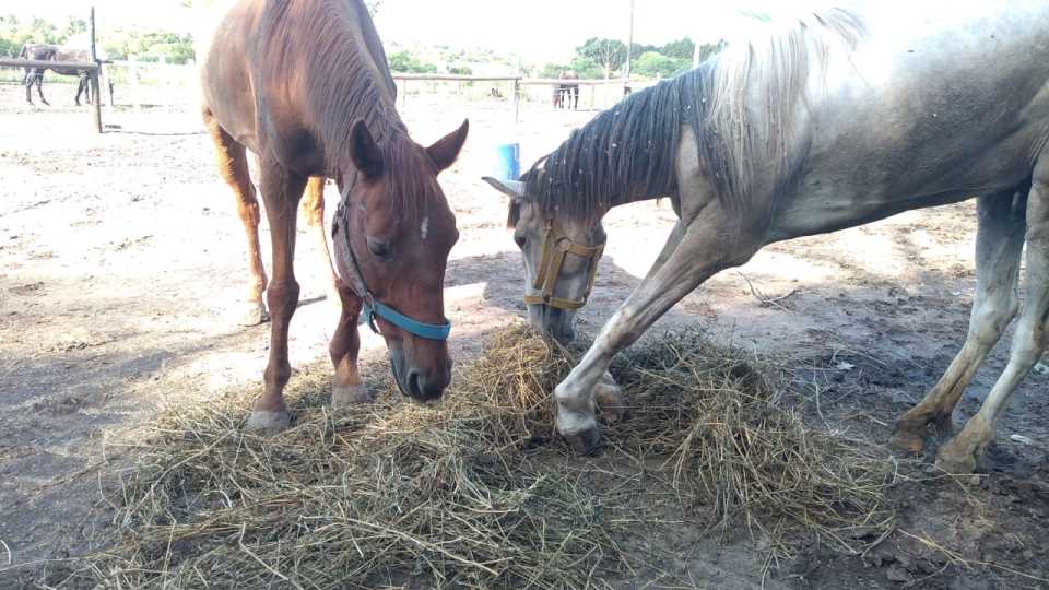 UADER y Mi Reino Por Un Caballo realizan una cena show a beneficio