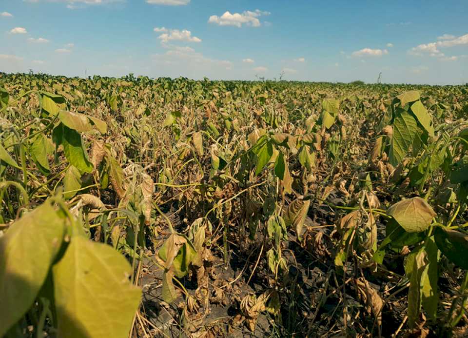 Con una producción de 3,9 millones de toneladas se da por concluida la cosecha de soja