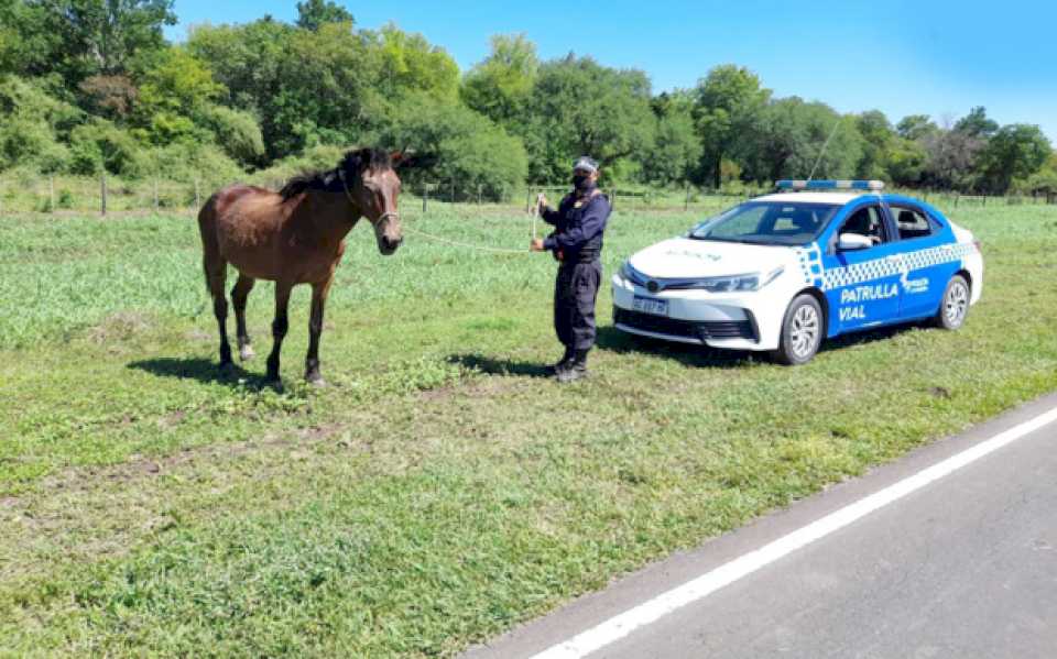 Buscan adopción responsable para caballos secuestrados por la policía