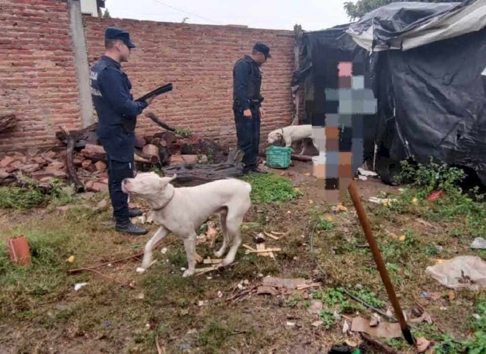 Allanamiento en La Paz: secuestran dos perros Dogo