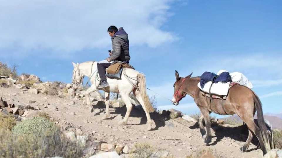 Elecciones: A lomo de burro, trasladan las urnas a las zonas más inhóspitas de Jujuy