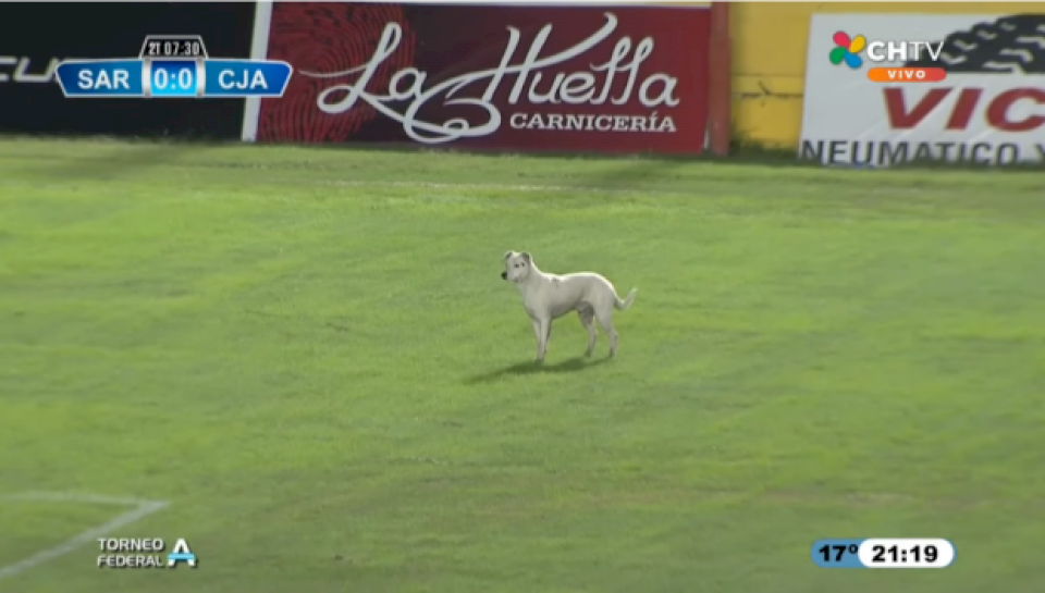 un-perrito-se-metio-en-el-estadio-centenario-mientras-sarmiento-se-enfrentaba-a-juventud-antoniana