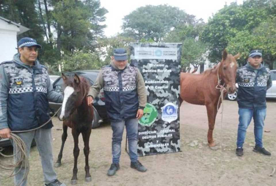 Secuestran dos animales sueltos en el acceso a Las Talitas