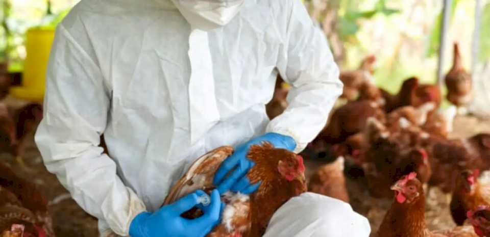 Se detectó el segundo caso de influenza aviar en aves de traspatio en Formosa