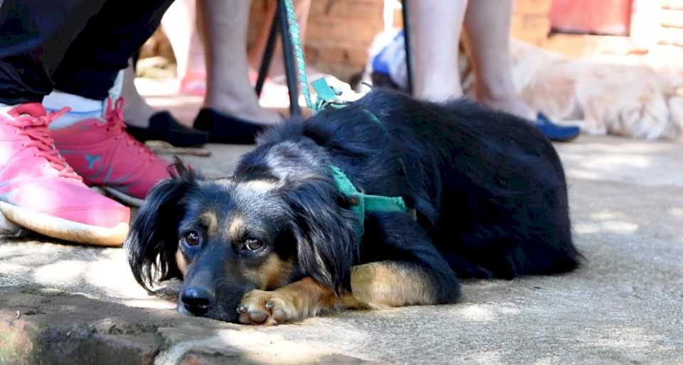 concejales-renovadores-no-acompanaron-el-proyecto-de-un-hospital-veterinario-para-posadas