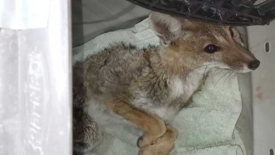 Murió el zorrito de 6 meses que fue atropellado en Luján y rescatado por dos mujeres