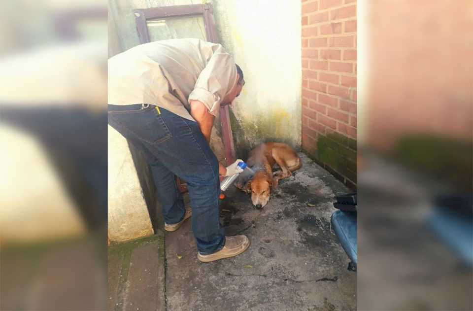 Alarmante: la policía recibe unos diez llamados diarios por maltrato animal en Misiones