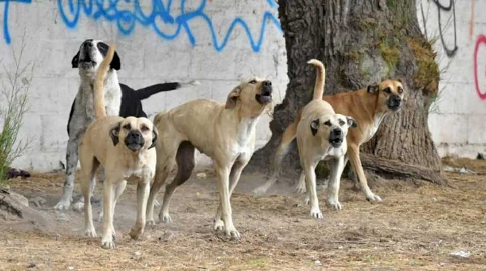 “se-la-estaban-comiendo”:-una-jauria-ataco-a-una-nena-en-un-cumpleanos-y-tuvieron-que-amputarle-un-brazo