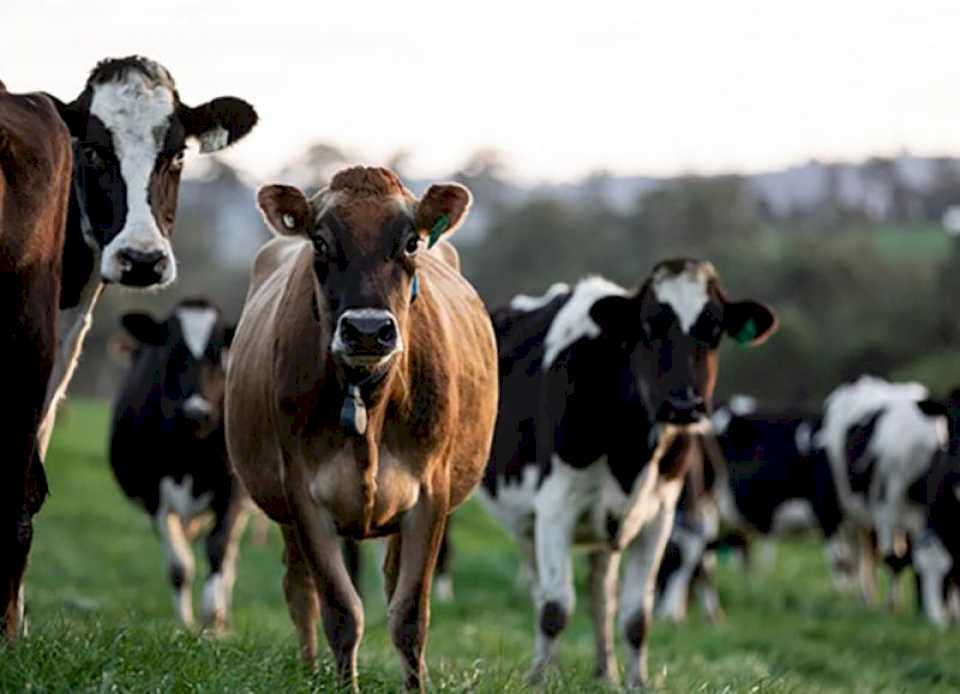 Solicitan una Mesa de Seguridad Rural