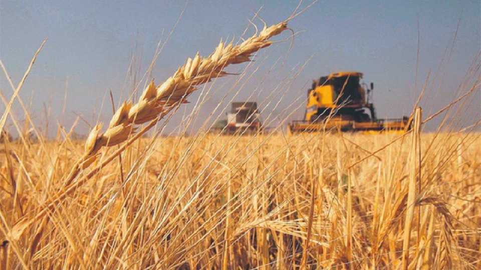 el-campo,-sin-alivio:-las-lluvias-no-alcanzan-y-esta-en-riesgo-la-proxima-siembra-de-trigo