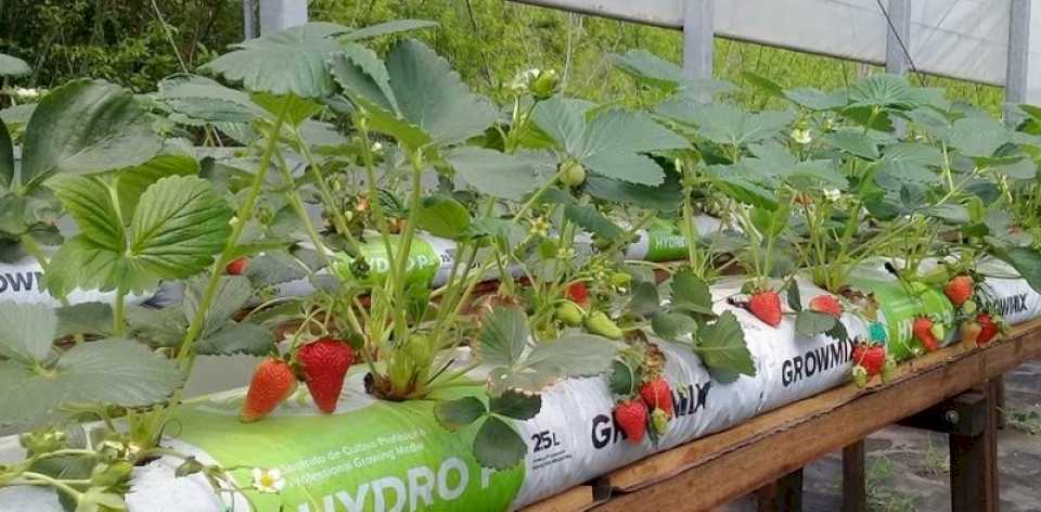 Hidroponía: alternativa de un joven correntino para el cultivo de frutillas