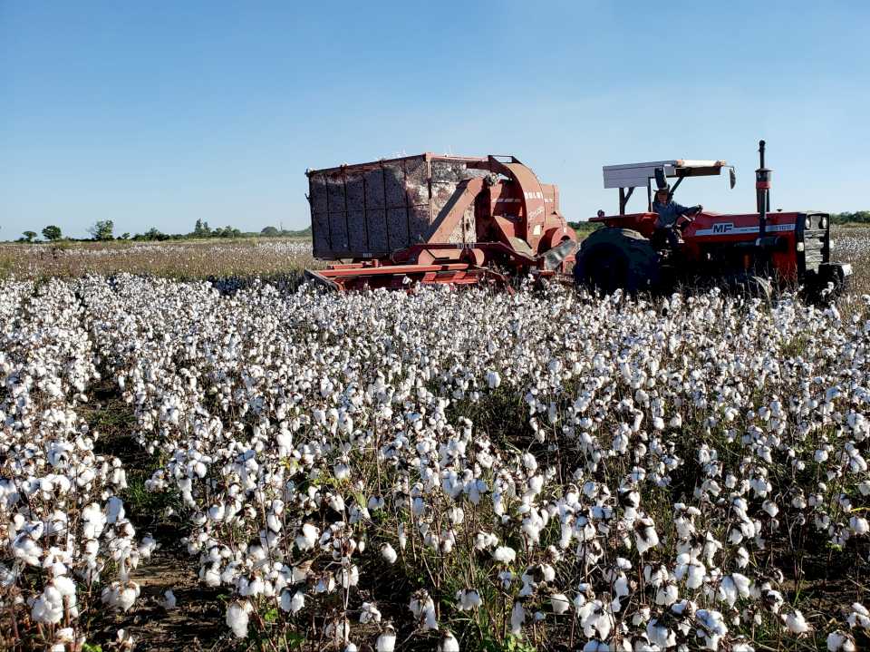 la-mesa-nacional-algodonera-valoro-la-produccion-formosena