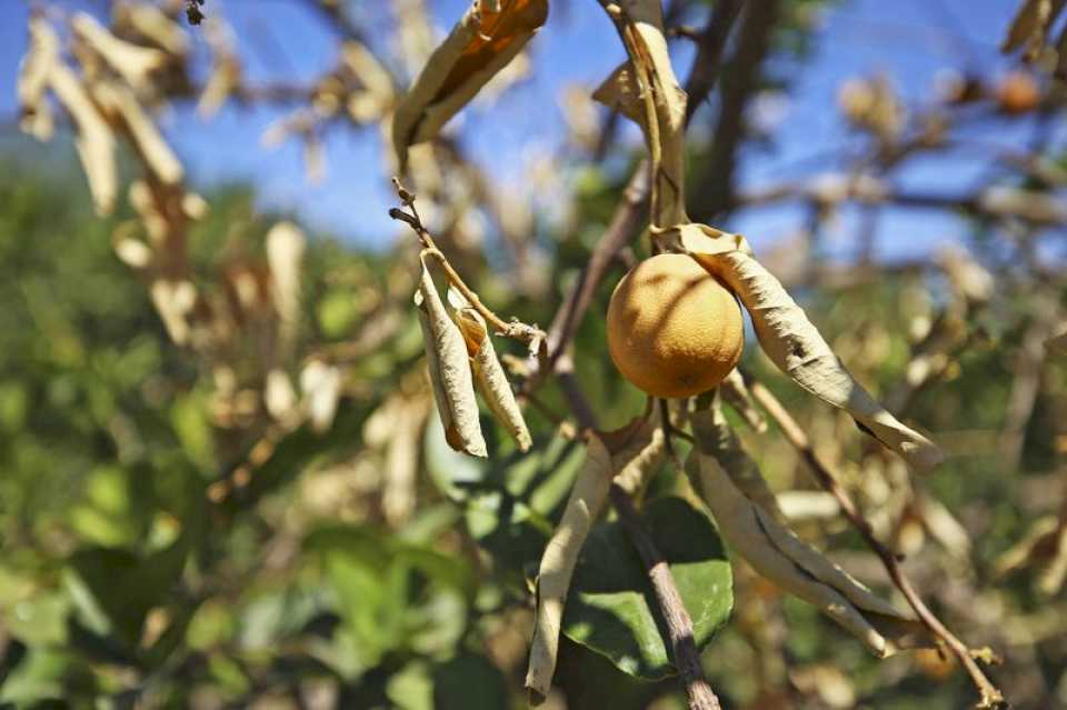 Citricultor advierte que la producción seguirá «en baja» por la larga sequía