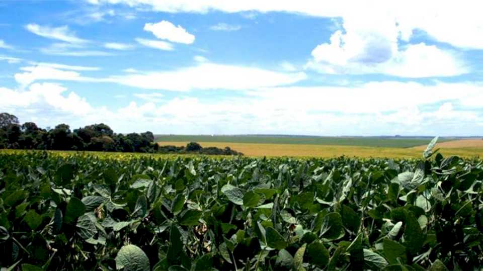 Entre Ríos podría tener la peor campaña de soja de los últimos 23 años