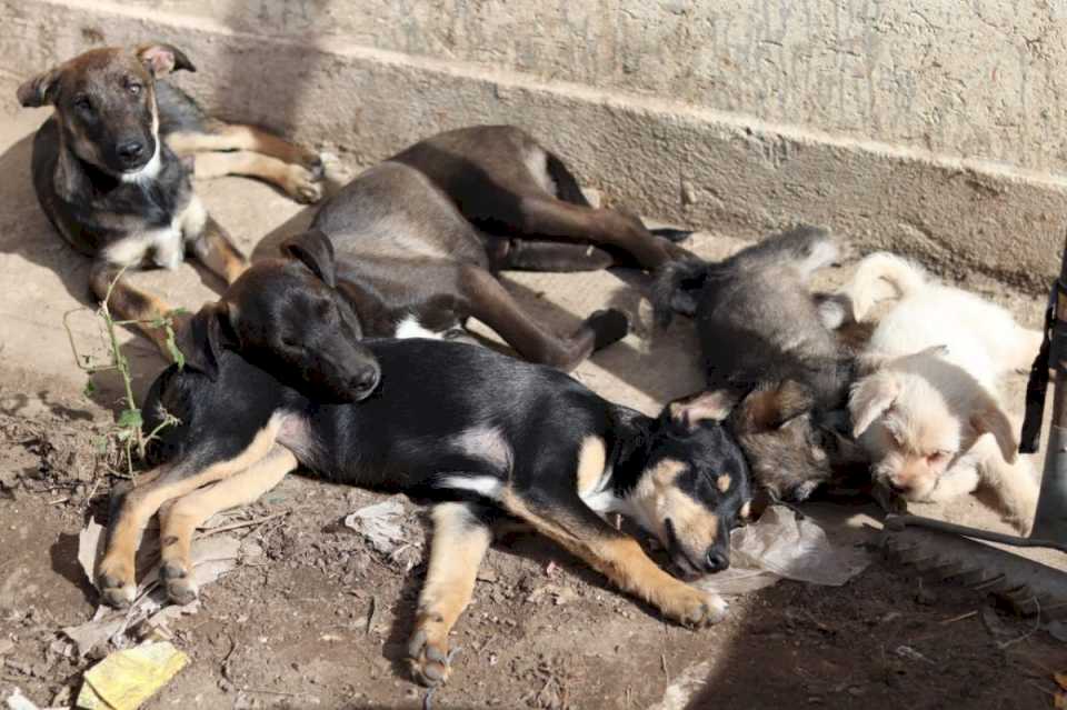 Vacunaron a perros y gatos en hogares de tránsito