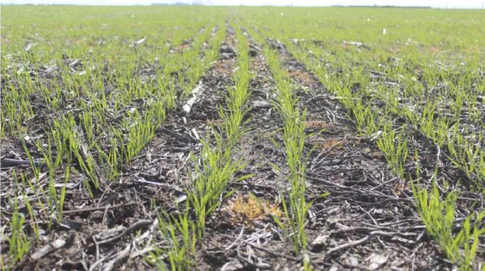 Agua, semillas y financiamiento: los 3 desafíos para el trigo en el inicio de la campaña agrícola