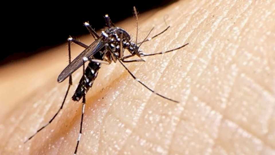 Segunda semana consecutiva de descenso de casos de dengue en todo el país