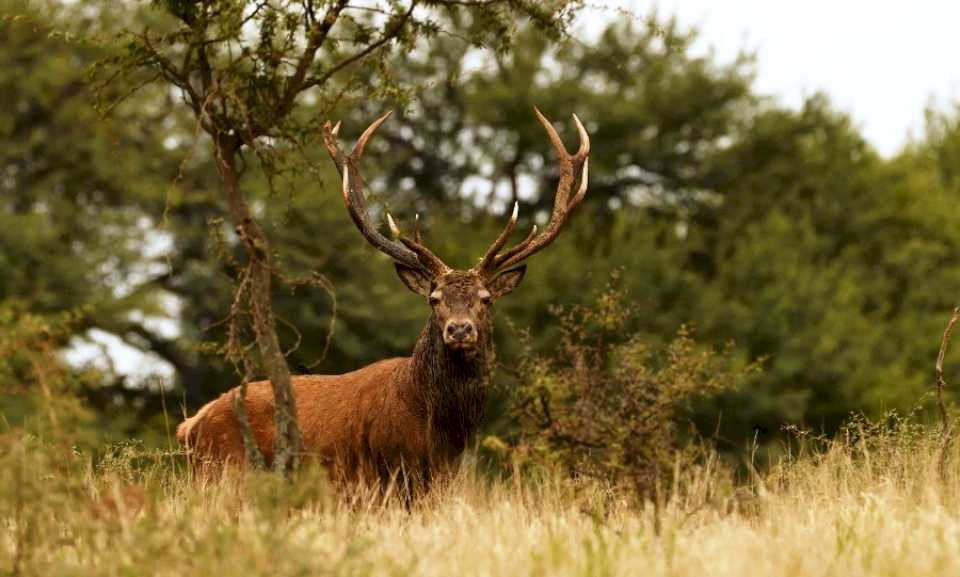 Brama 2023 en La Pampa: 978 personas visitaron el Parque Luro