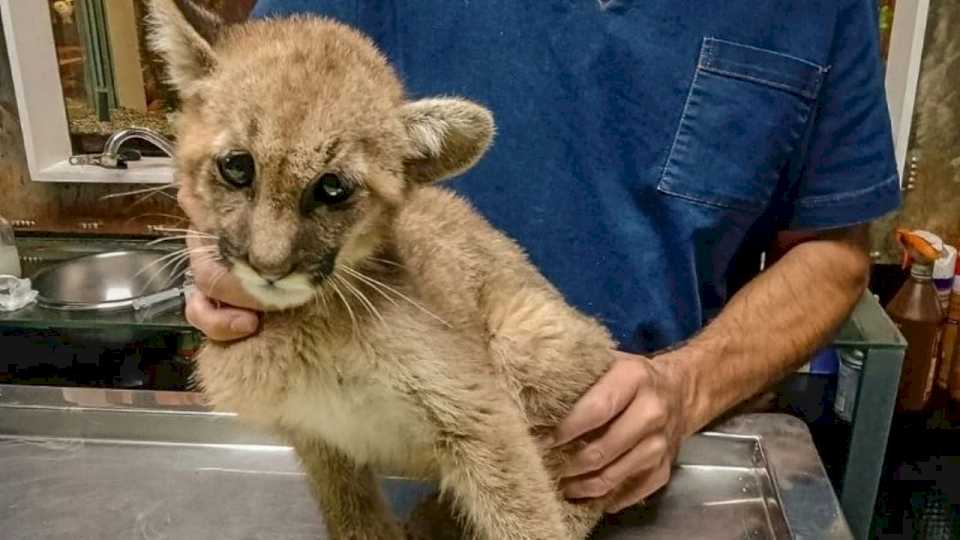 El pumita sanjuanino rescatado tendría un nuevo destino