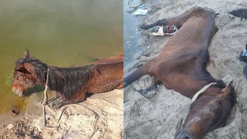 indignacion-en-la-banda-por-la-muerte-de-un-caballo:-desalmados-lo-habian-dejado-atado-y-malherido