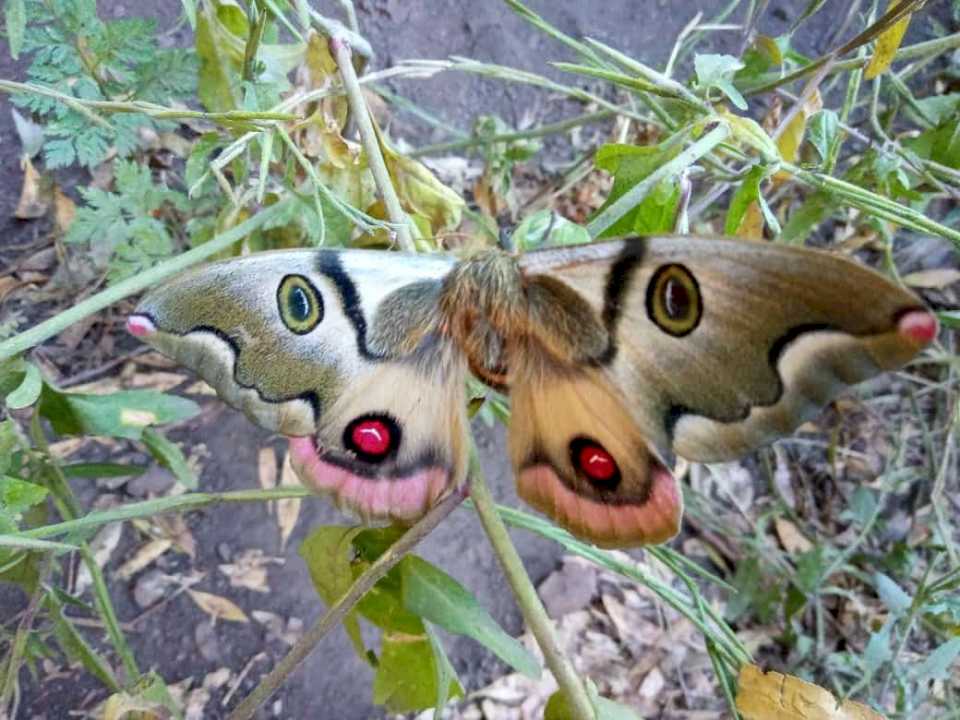 advierten-sobre-la-desaparicion-de-los-insectos-y-su-consecuencia-en-la-alimentacion-y-ecosistemas