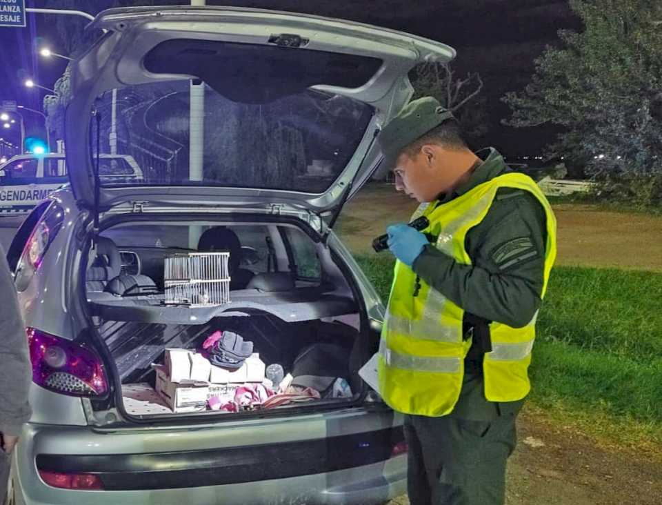 trafico-de-fauna:-le-encontraron-en-al-auto-51-cardenales,-reinas-moras,-jilgueros-y-juan-chiviros