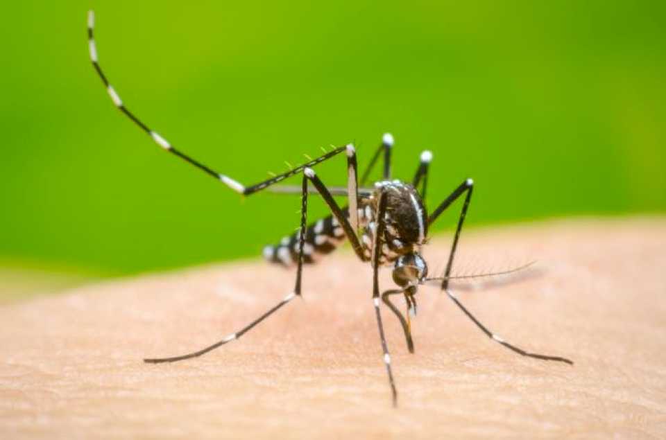 Ya son más de 2800 los casos de dengue en Chaco