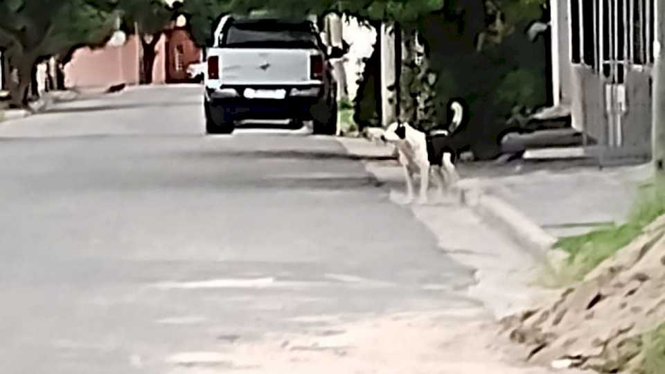 temor-por-un-perro-suelto-y-peligroso-en-calle-luis-de-figueroa-y-mendoza