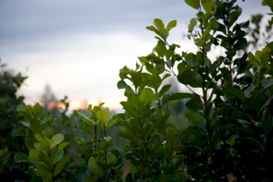 El Programa de Incremento Exportador incorpora la yerba mate y la carne caprina