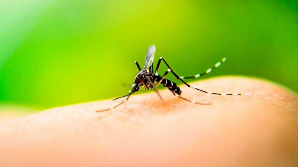 En Tucumán se detectó el serotipo 3 del dengue