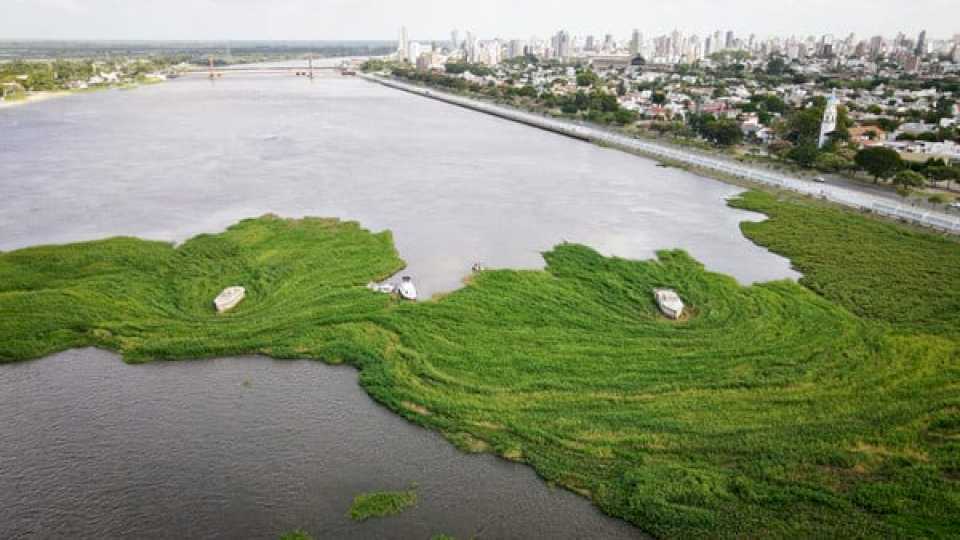 se-demoran-las-tareas-para-remover-un-muro-de-camalotes-en-una-laguna