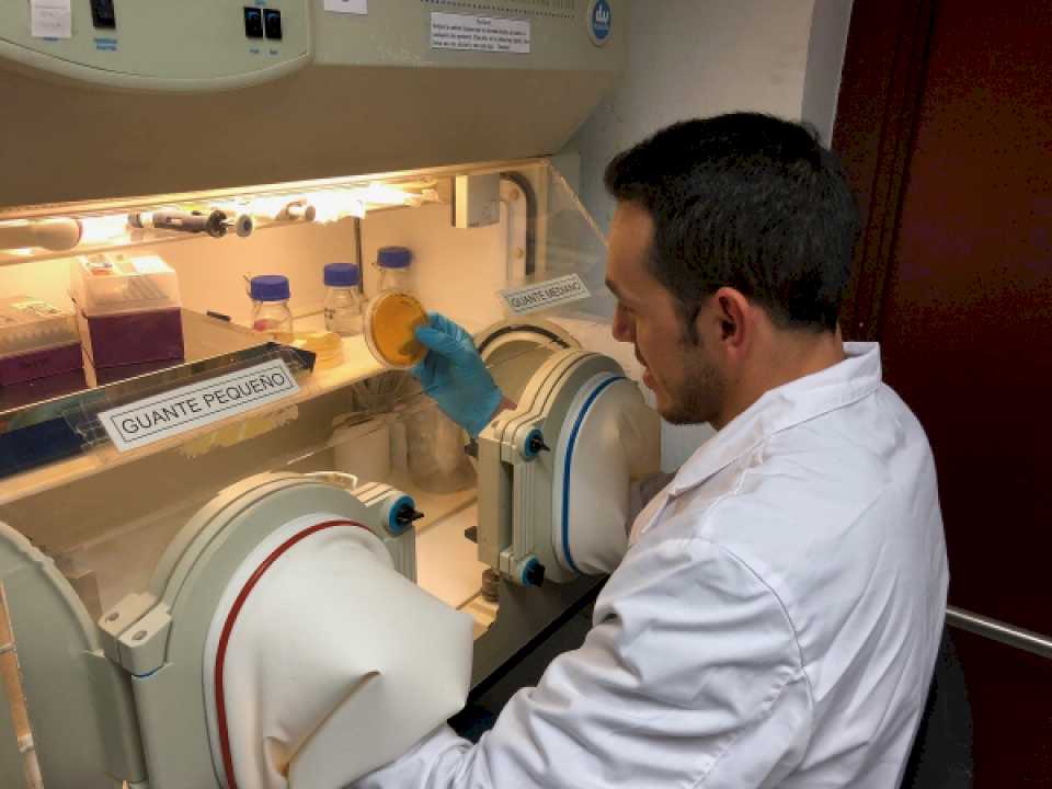 Estudio de la Unne investiga el potencial de bacterias lácticas para su empleo en alimentos funcionales