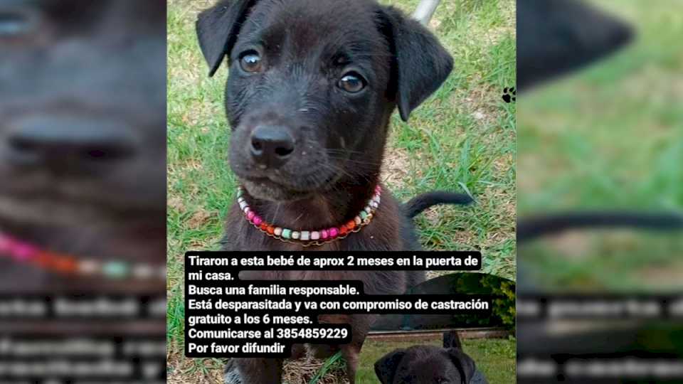 Esta preciosa perrita fue abandonada en una casa y necesita un hogar