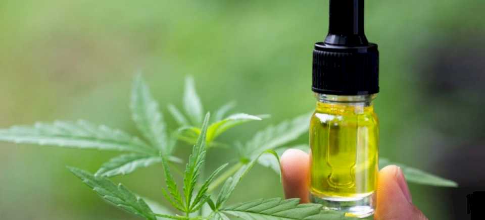 ACEITE DE CANNABIS. SALEN LAS PRIMERAS 3.000 DOSIS Y 2.000 DE ELLAS IRÁN A LAS FARMACIAS