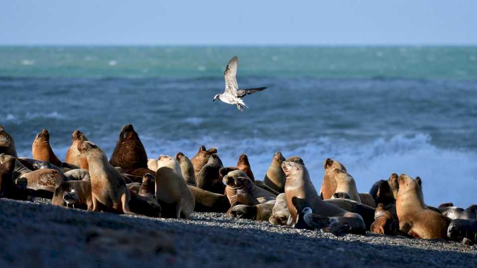 ya-se-registran-mas-de-900-ejemplares-de-lobos-marinos-muertos-por-la-gripe-aviar-en-rio-negro