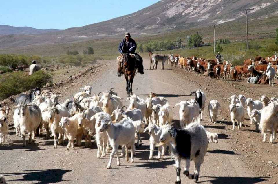 reclaman-reconocimiento-para-la-trashumancia