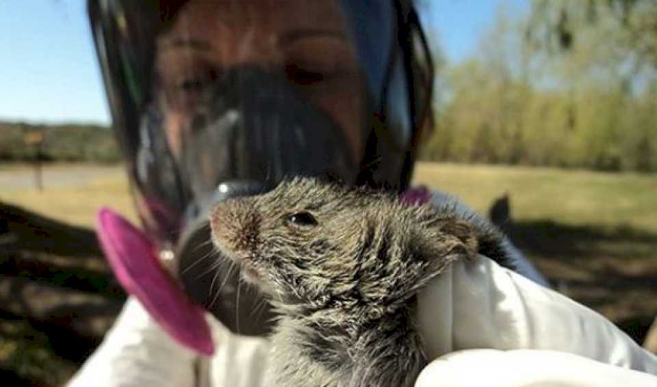 hantavirus:-el-paciente-esta-en-terapia-intensiva