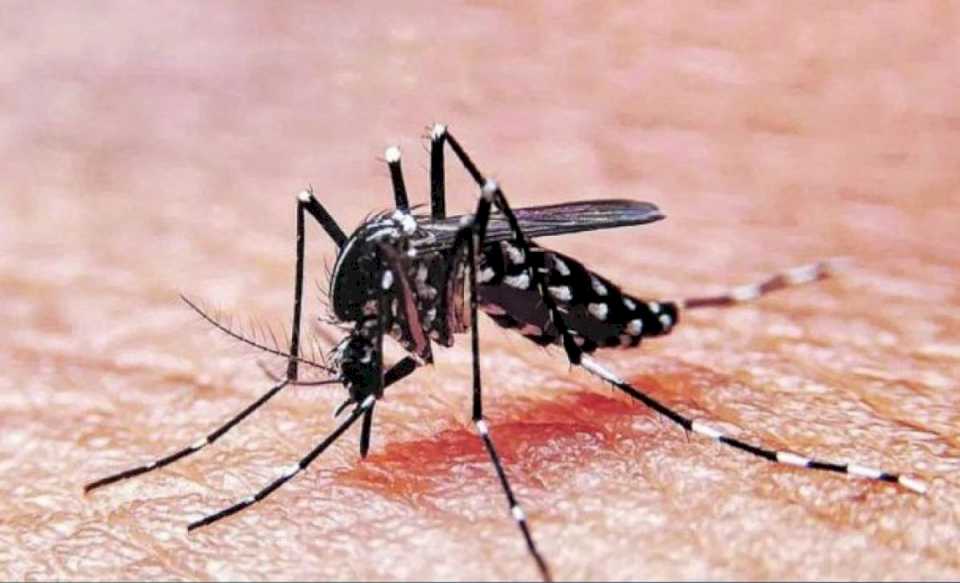 dengue:-buscan-evitar-que-se-instalen-los-mosquitos