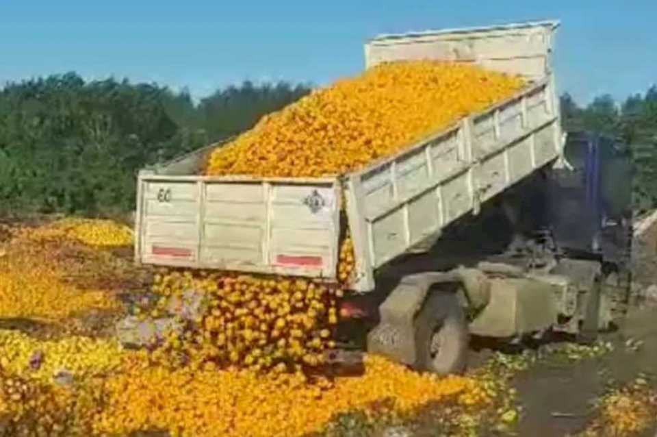 “Lo peor que te puede pasar es tirar tu producción”, dicen productores que descartaron 8000 kilos de fruta