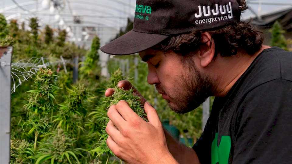 de-argentina-al-mundo:-por-primera-vez,-jujuy-exportara-marihuana-a-europa-y-oceania