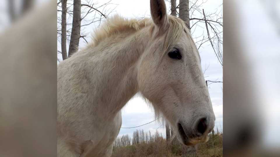 robaron-y-faenaron-a-carlitos,-el-caballo-con-el-que-un-grupo-de-nenes-hacia-tratamientos-de-equinoterapia